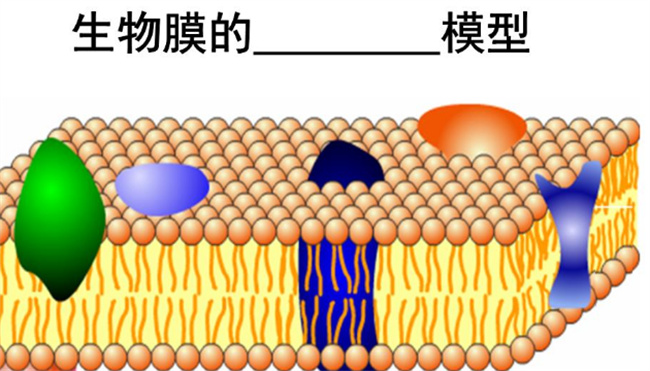 ​生物膜包括哪些结构  生物膜包括哪些细胞器膜